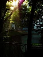 The dawn at the city park. A tree with a wire above it and a building in the background. The sun is shining through the leaves. photo