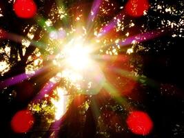 A bright sun is shining through the trees, casting a colorful glow. The light is scattered and diffuse, creating a sense of warmth and tranquility photo