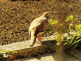 A wild zebra dove bird or geopella striata is walking on a sidewalk. The bird is brown and has a black beak photo