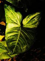 leaf of arrowhead plant or Syngonium. The leaves are large and spread out, with some overlapping each other. The plant is in the shade, and the sunlight is casting a shadow on the leaves photo