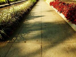 A walkway with a row of plants on either side. The plants are green and red. The walkway is made of concrete and has a shadow on it photo