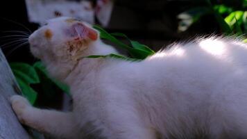 Footage A white kitten is climbing and descending from the wall. isolated animal behavior. Natural background. Closeup and detailed texture. Videography Concept with 4K 30 Fps Resolution video