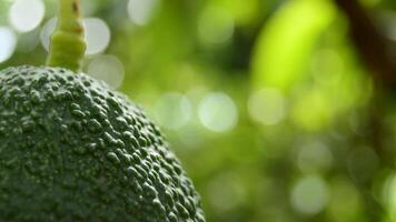 Hass avocado and peduncle in tree video