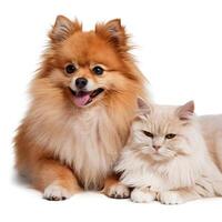 Pomeranian dog sits beside calm cat on white surface For Social Media Post Size photo