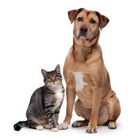 Golden dog and striped cat sit side by side, white background For Social Media Post Size photo