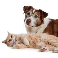Orange cat relaxes while dog looks curiously at the camera For Social Media Post Size photo