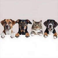 Four pets peek over white bar, curious and relaxed For Social Media Post Size photo
