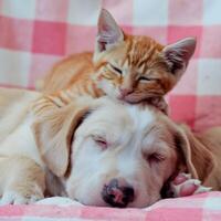 Kitten sleeps on puppys head on a pink and white checkered surface For Social Media Post Size photo