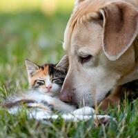 Light brown dog nuzzles relaxed kitten on grassy field, radiating affection For Social Media Post Size photo