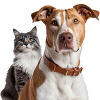 Tan and white dog with gray cat, both gazing at camera For Social Media Post Size photo