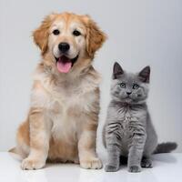 Cheerful Golden Retriever puppy sits beside gray kitten For Social Media Post Size photo