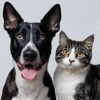 Black and white dog with tabby cat, curious expressions For Social Media Post Size photo