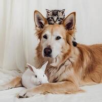 Dog with kitten on head and rabbit by neck in serene, soft lit room For Social Media Post Size photo