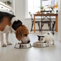 Beagle and kitten eat from separate bowls on light wooden floor For Social Media Post Size photo