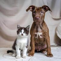 Brown puppy and gray kitten sit upright, looking at camera For Social Media Post Size photo