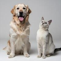 Golden Retriever with tongue out sits beside a Siamese cat, white background For Social Media Post Size photo