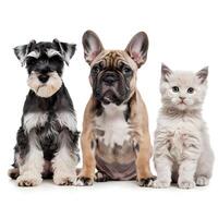 Gray schnauzer, beige French Bulldog, and striped kitten sit side by side, white background For Social Media Post Size photo