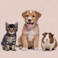 Puppy, kitten, and guinea pig on a plain white background For Social Media Post Size photo