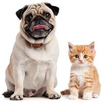 Pug sits left kitten gazes at the camera on a white background For Social Media Post Size photo