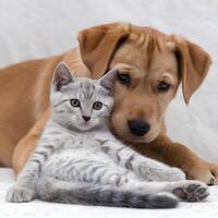 Golden puppy hugs relaxed kitten, both against a white background, exuding warmth For Social Media Post Size photo
