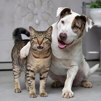 Striped cat beside joyful white dog with brown patches, showing playful affection For Social Media Post Size photo