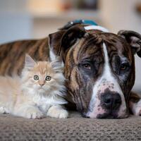 Brindle dog with white patch rests beside fluffy orange kitten For Social Media Post Size photo