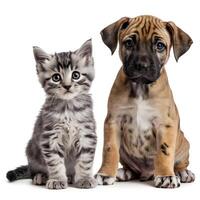 Gray kitten with wide eyes sits beside tan puppy with floppy ear, white background For Social Media Post Size photo