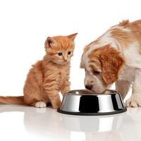 Orange kitten sits beside a silver bowl as puppy gazes toward it For Social Media Post Size photo