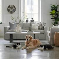Golden retriever rests between two gray and white cats on a polished floor For Social Media Post Size photo