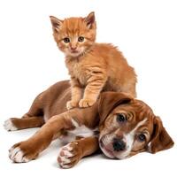 Ginger kitten perched on brown puppy, both staring directly at the camera For Social Media Post Size photo