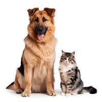 Golden dog and striped cat, both sitting, white background emphasizes their features For Social Media Post Size photo