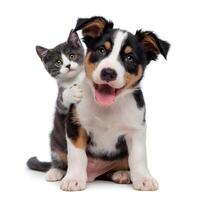 Tricolor puppy and gray kitten embrace, appearing happy against a white background For Social Media Post Size photo