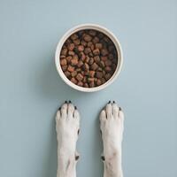 Top down view of dog paws below food bowl on light blue surface For Social Media Post Size photo