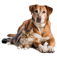 Golden dog and striped cat lying together, gazing at the camera, white background For Social Media Post Size photo