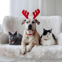 Dog with antlers and two cats sit on a white plush sofa For Social Media Post Size photo