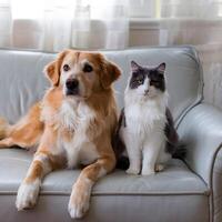 Dog and cat sit calmly on light gray couch For Social Media Post Size photo