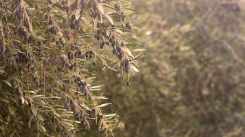 An olive tree with leaves and berries video