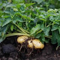 Potato plant with tubers emerging from dark soil, indicating fertile growth For Social Media Post Size photo