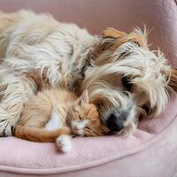 Fluffy dog and ginger kitten asleep on soft pink surface, radiating affection For Social Media Post Size photo