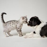 Tender moment as kitten touches noses with lying puppy, plain white background For Social Media Post Size photo