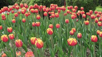 Red and yellow tulips swaying in a gentle breeze, captured in captivating slow motion video