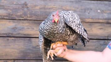 Farmer holds a barred rock hen flapping its wings in front of a wooden fence in this slow motion video
