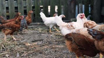 Chickens roaming free range in slow motion video