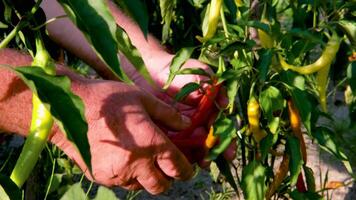 Close-up slow motion of a farmer delicately picking a ripe red chili pepper from a plant video