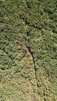 Overhead drone forest video