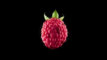 3D animation of a raspberry rotating around its axis. Raspberry slowly rotates 360 degrees. File contains Alpha Channel. video
