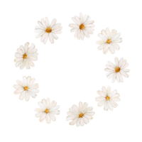 Watercolor frame with chamomile flowers. Illustration of a wreath of daisies. Illustration for a postcard, greeting or invitation with space for text. Design and decoration png