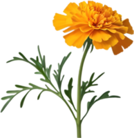 Elegant Marigold Flower Graphics for Invitations. . png