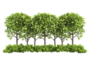 a group of trees on a transparent background png