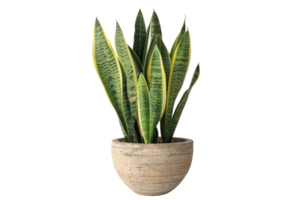 snake plant in a pot on a transparent background png